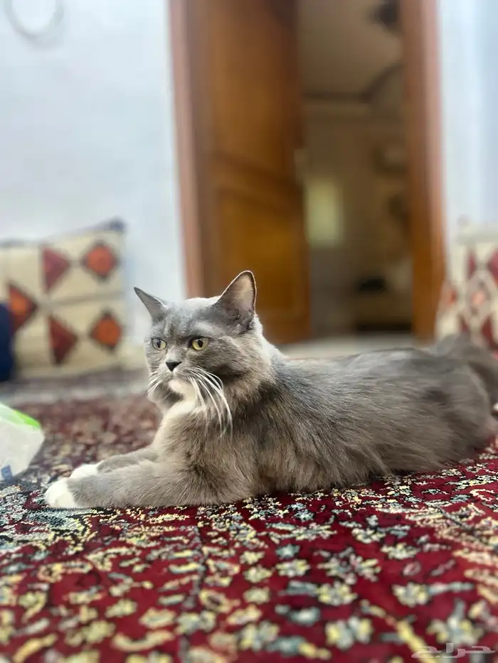 قط هجين شيرازي سكوتش 0