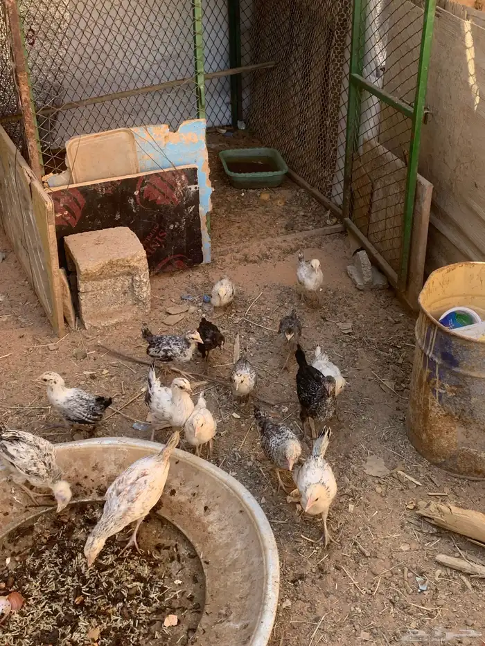 فروخ عمرهم شهرين واكثر شووي 4