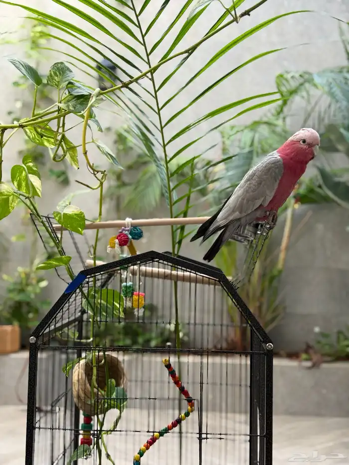 كوكاتو قالا للبيع 7