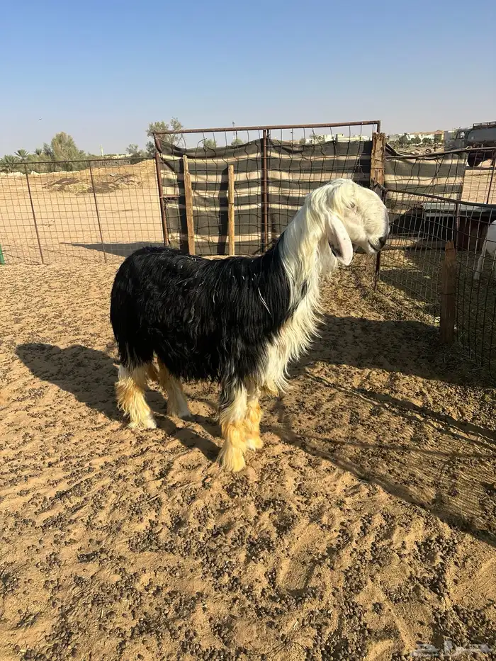 معزاء مضريع وخروف نجدي صنف معرف ما هدا 2