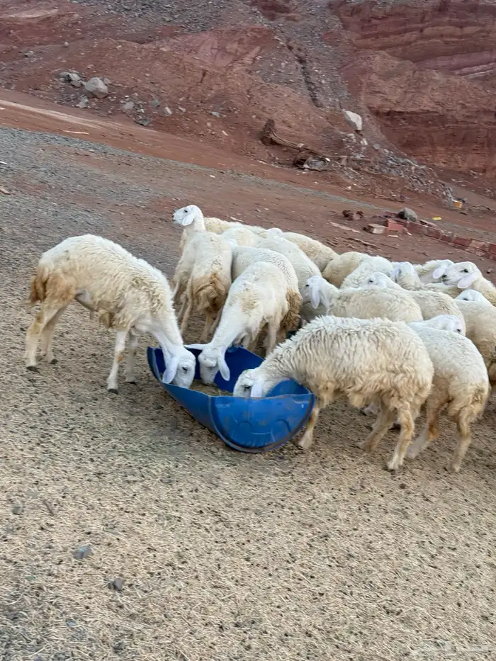 غنم حري تربيه خاصه 19 راس علف بلدي هاوي 2