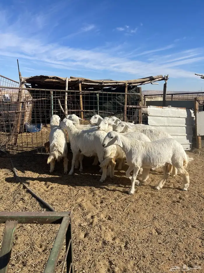 تم البيع رخال حرش مراح واحد صنف 4