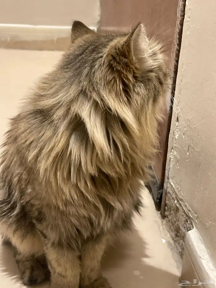 قط شيرازي لي التبني 0