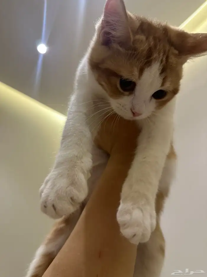 قطط للتبني الرياض 11