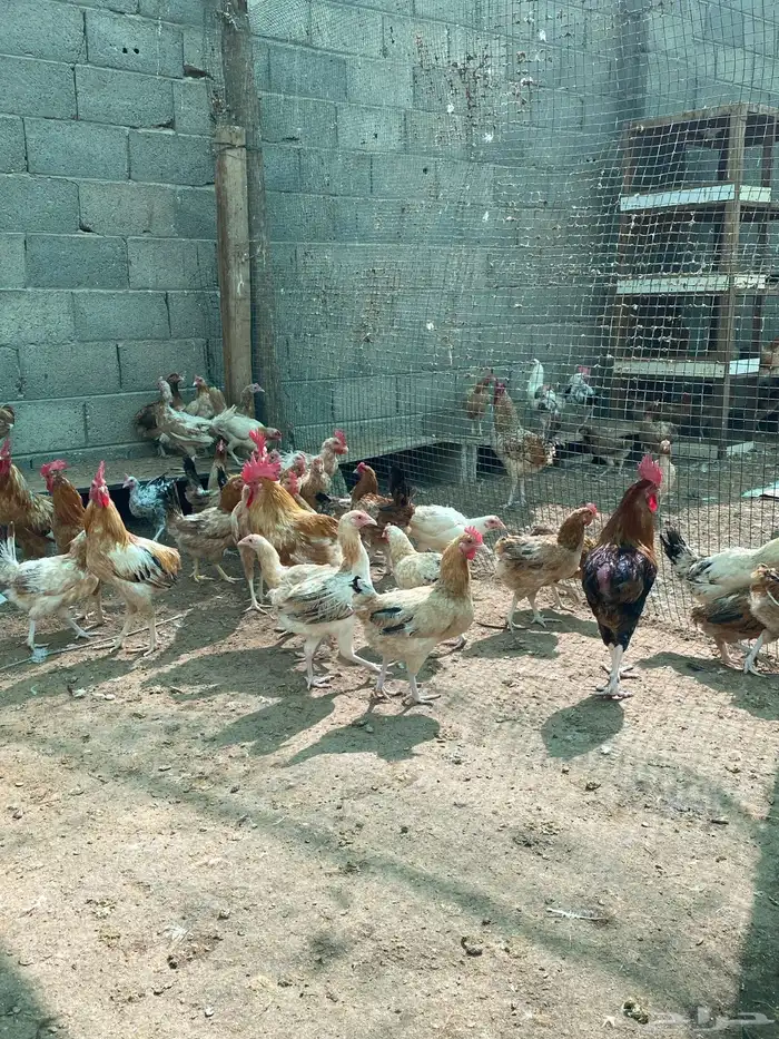 للبيع دجاج بلدي عمر ثمان شهور 5