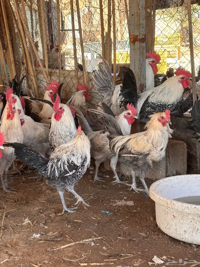 ديوك اعمار 7 شهور وفوق 0