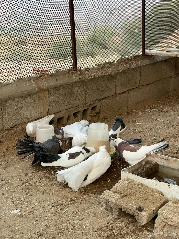 حمام رقاص وحمام هجين رقاص وايراني 5