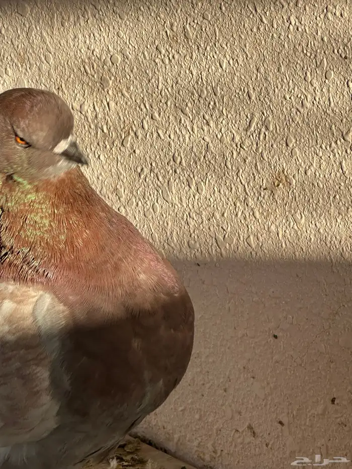 حمام نجران 1