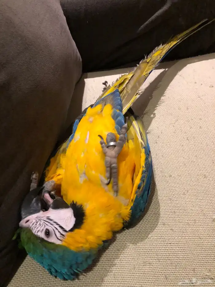 ببغاء مكاو اليف 3