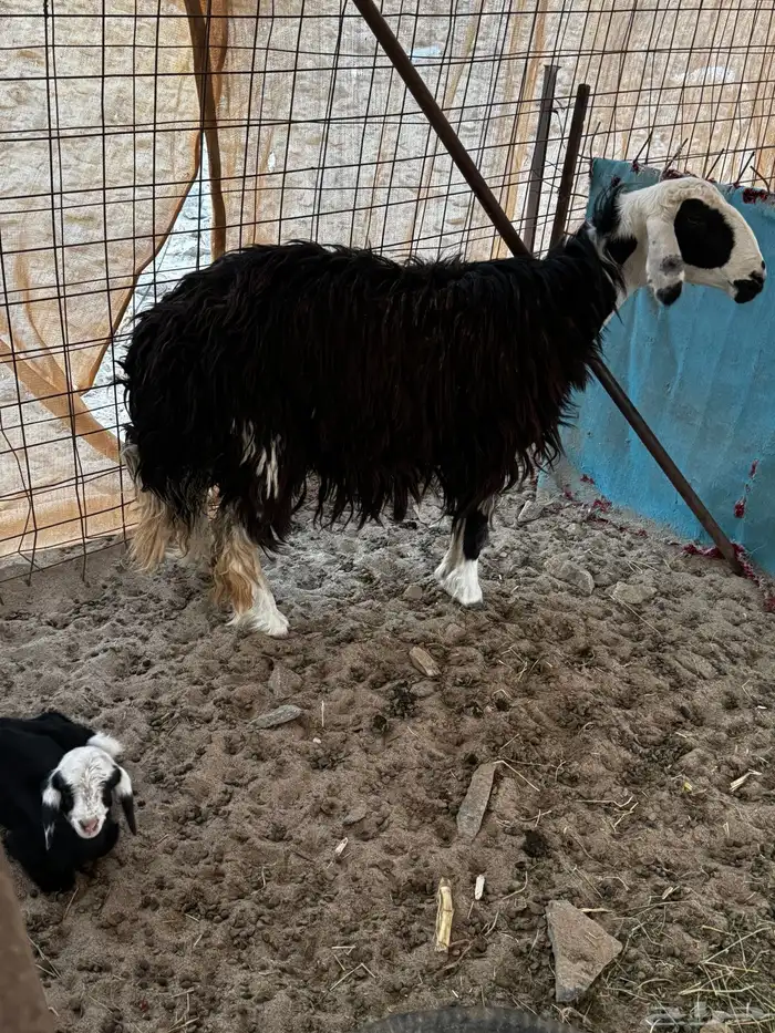 غنم نجد للبيع 18