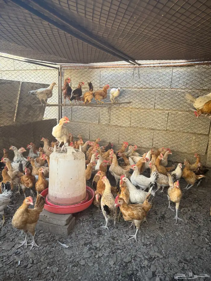 ذكران بلدي 1