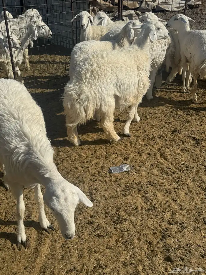 رخال جذعات للبيع 1