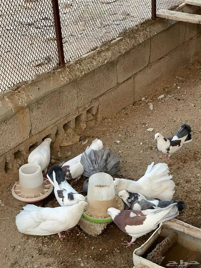 حمام رقاص وحمام هجين رقاص وايراني 0