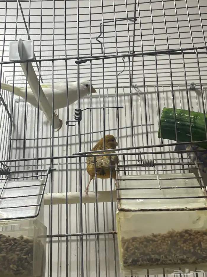 كناري سوري اناثي جاهزات حجم ونظافة يبون الذكر 3