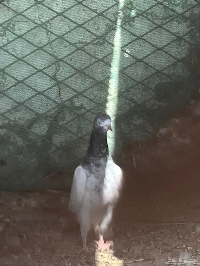 طبات باكستاني بيور 2