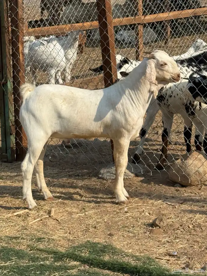 مشروع ابرص فاخر 3