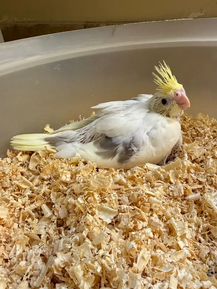 عشاق الطفرات والغر فرخين كوكتيل 5