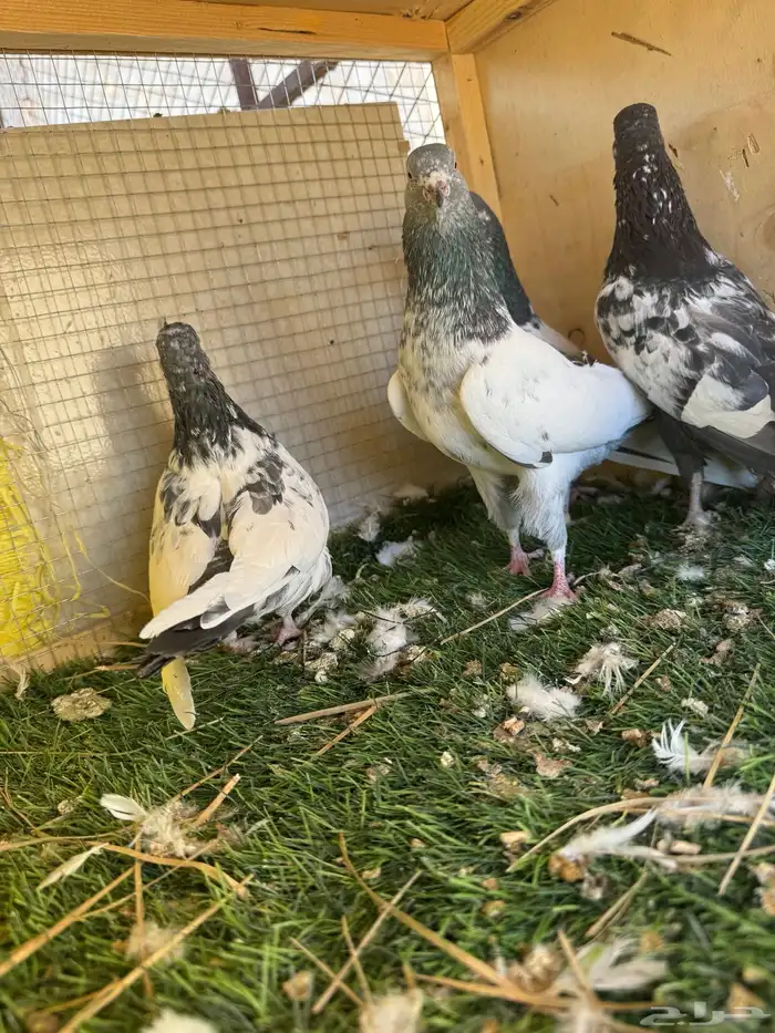 حمام بكستاني مستوى طيب 5