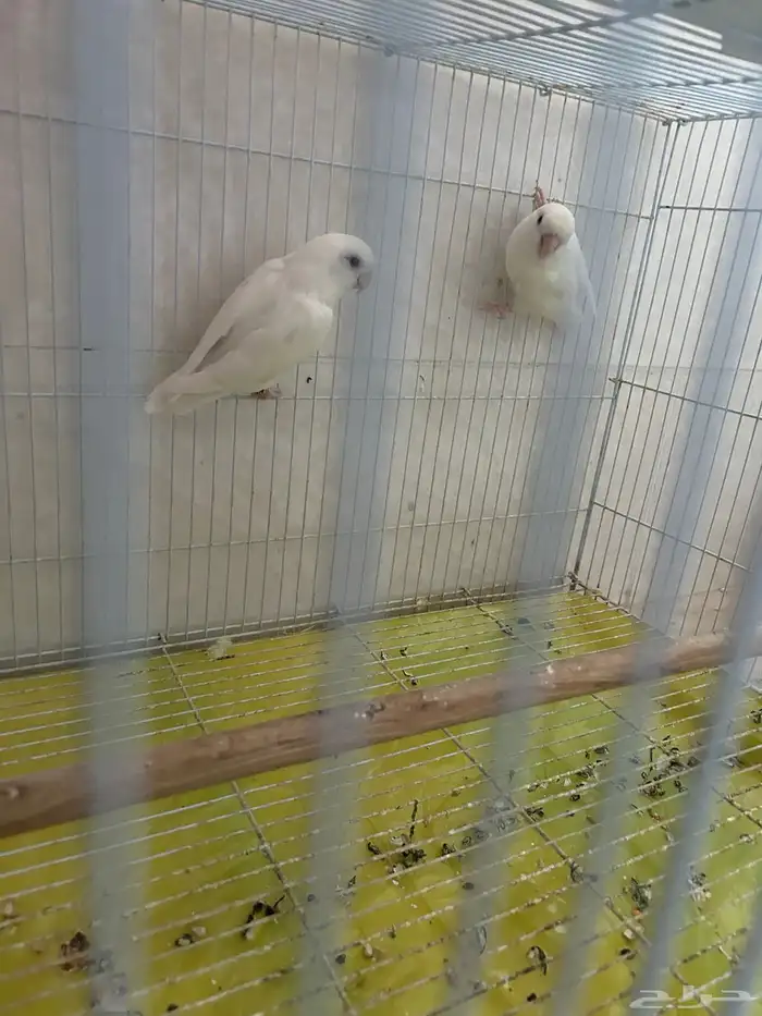 جوز روز منتج 1