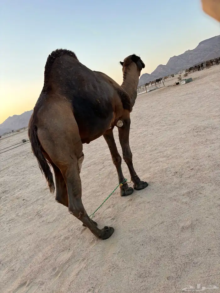 جمل فحل للبيع 1