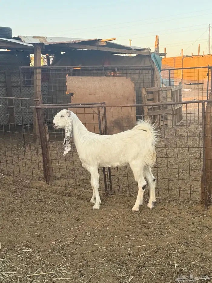 جفرة مقنوي أو ذبح 5