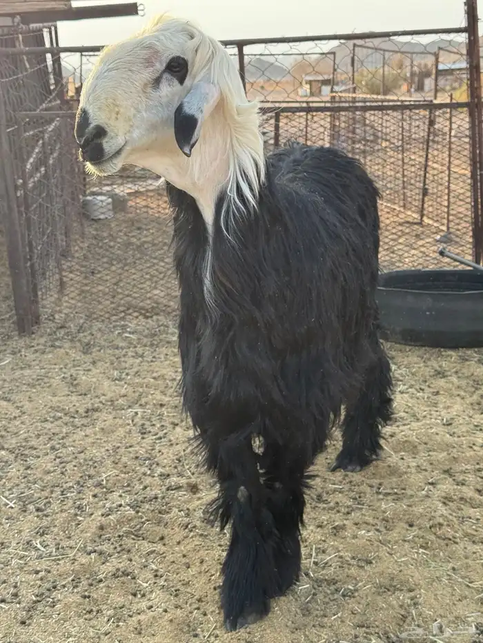 للبيع طلي جذع طيب 1