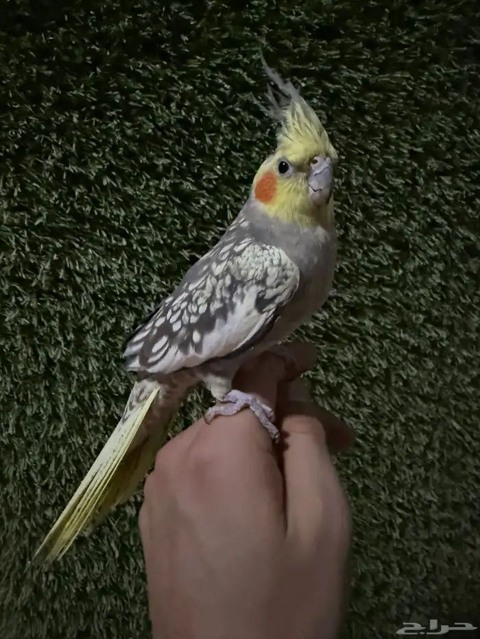 للبيع كروان 1