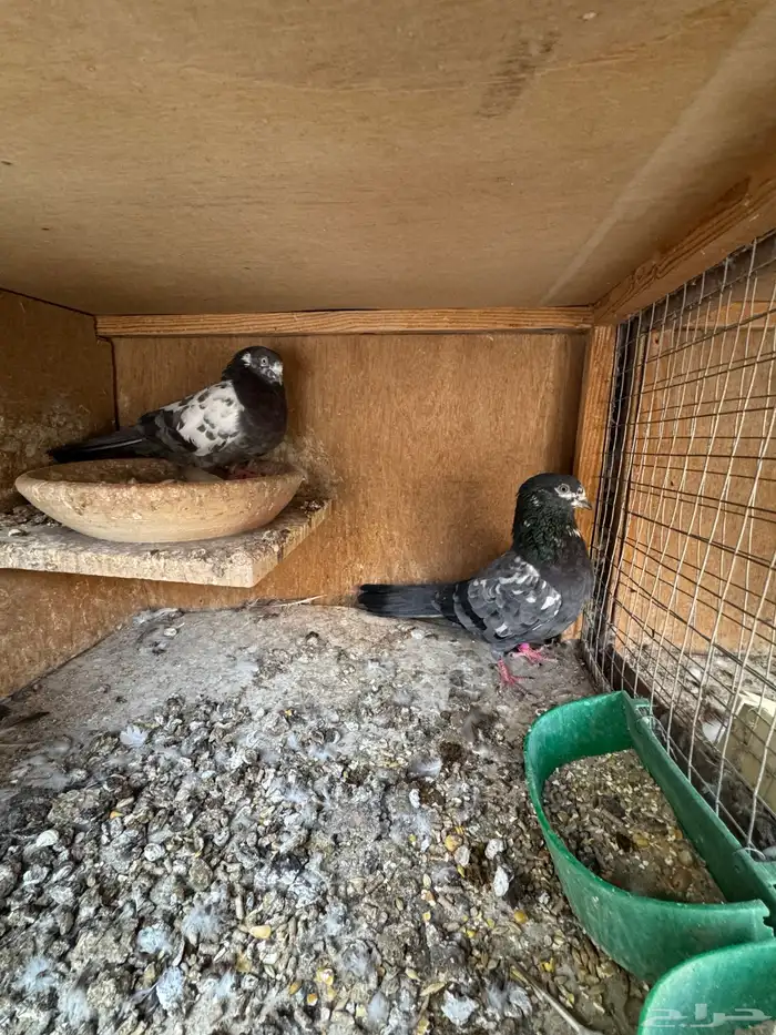 جوزين تيدي شينا 1