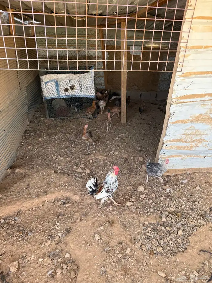 دجاج وديكه الأغلب بياض 4