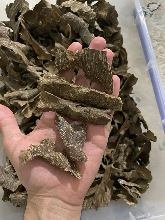 عود زوايا فيتنامي طبيعي 2