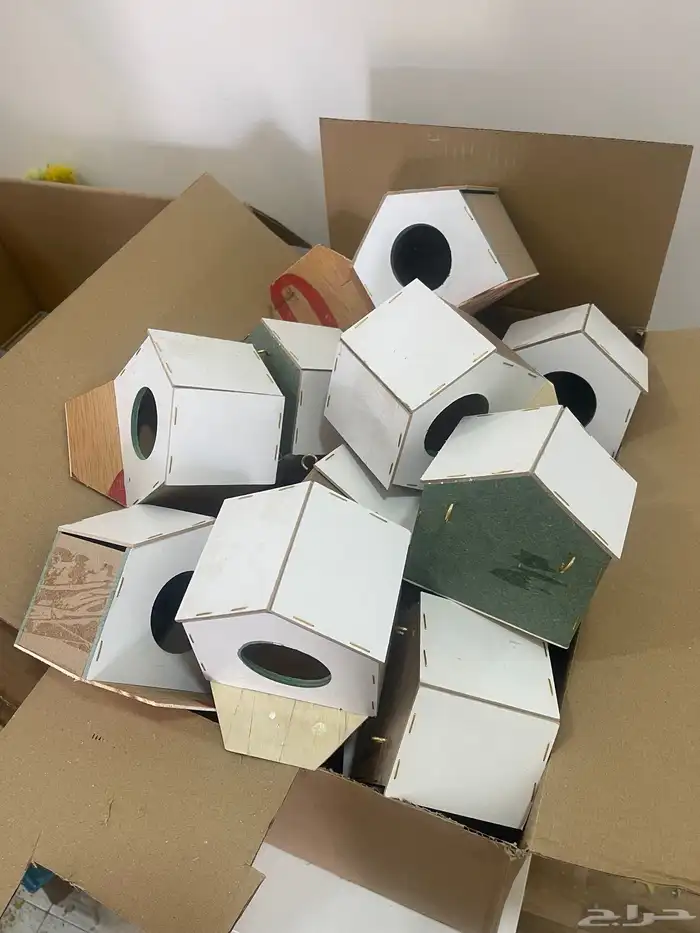 أعشاش زيبرا العدد 50 2