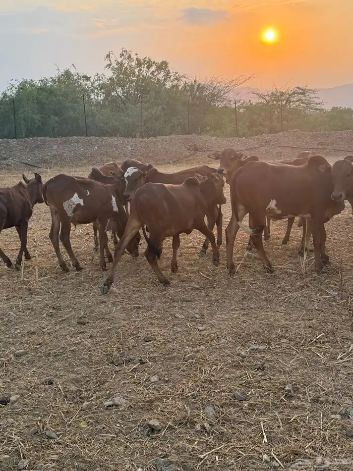 حسلان للبيع الموقع محايل عسير 7