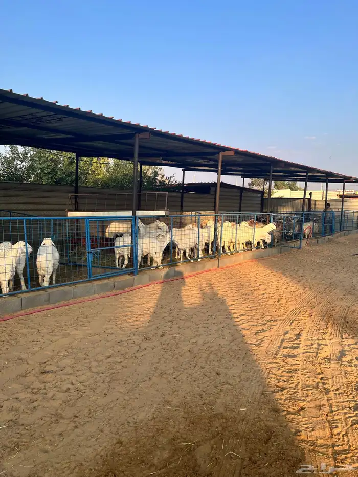 خرفان الطائف سواكن مستورد و تيوس 5