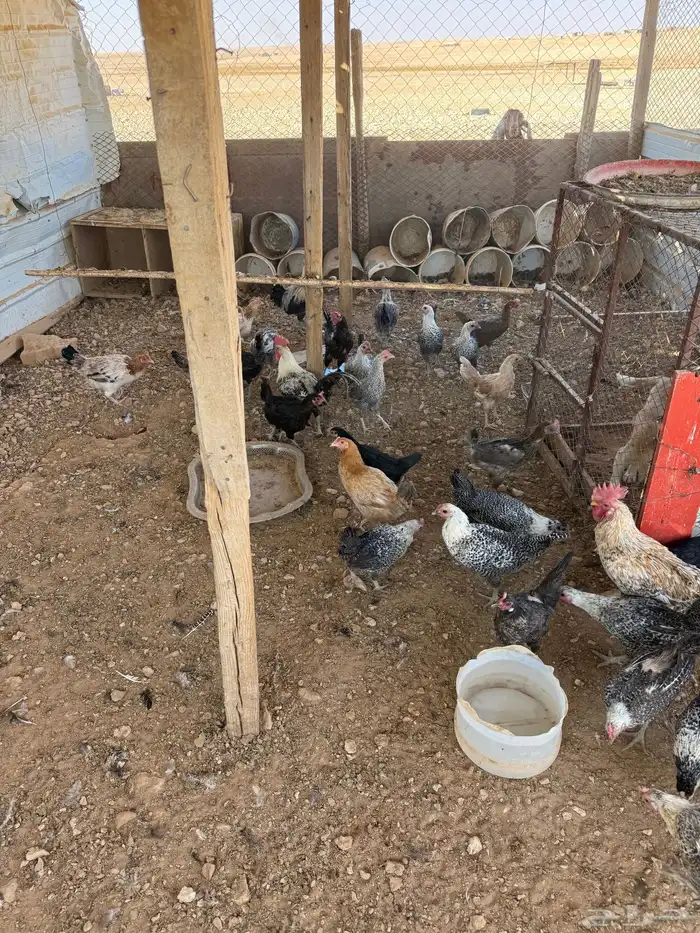 دجاج وديكه الأغلب بياض 0