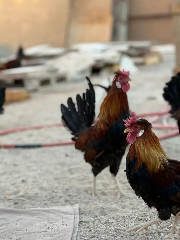 ديوك عربيه ترثه أصيله 11