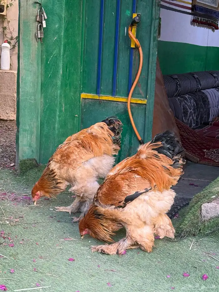 ديكين براهما 2