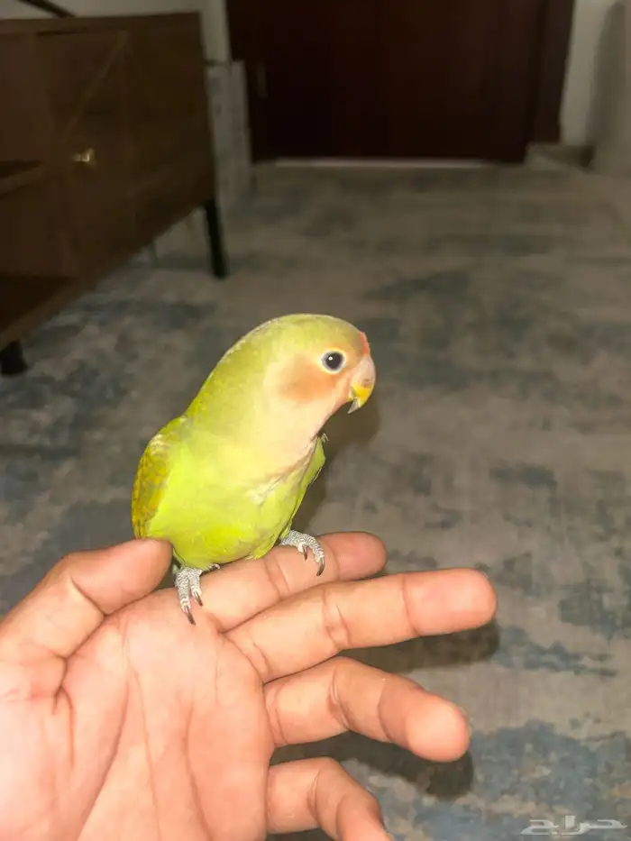 أنثى روز الليفه 2