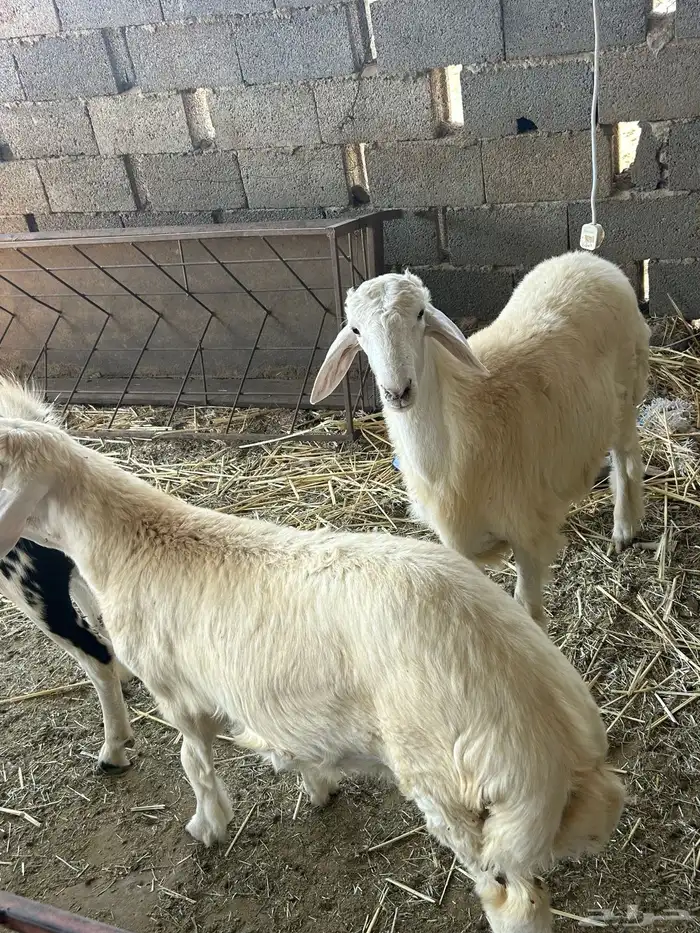 الباحه قلوه تهامه 1