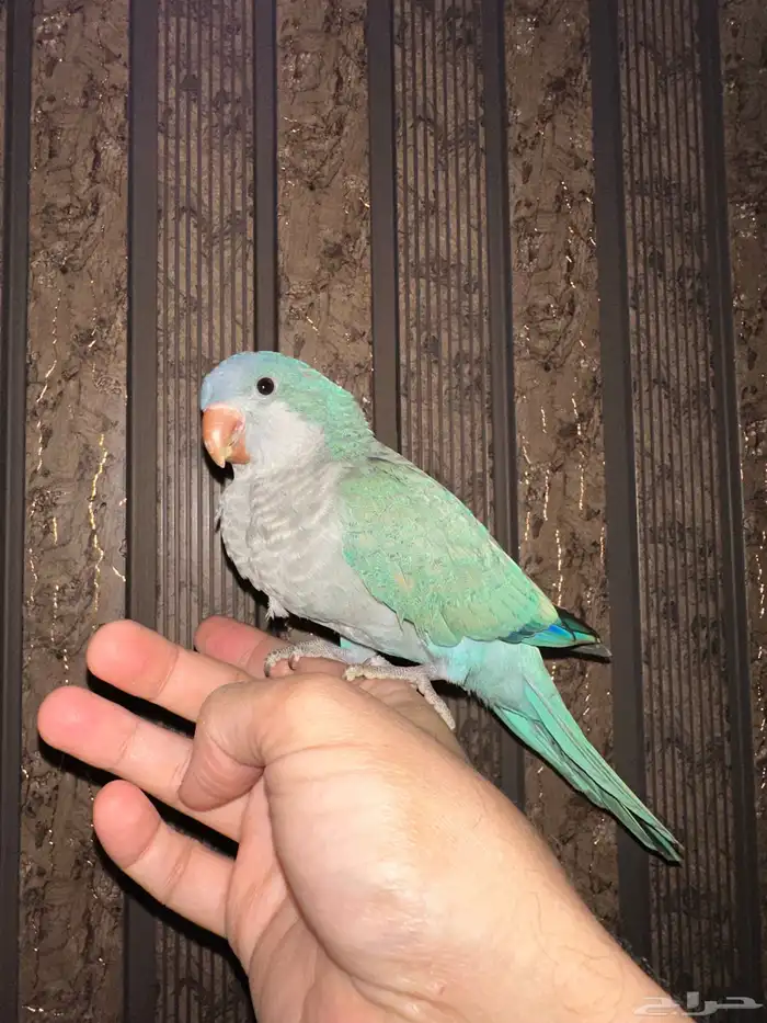 كويكر ازرق الراهب اليف متكلم 0