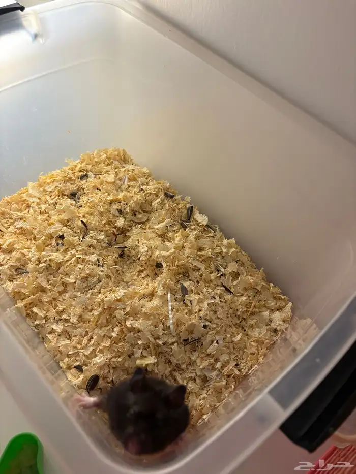 هامستر اسود للتبني 0