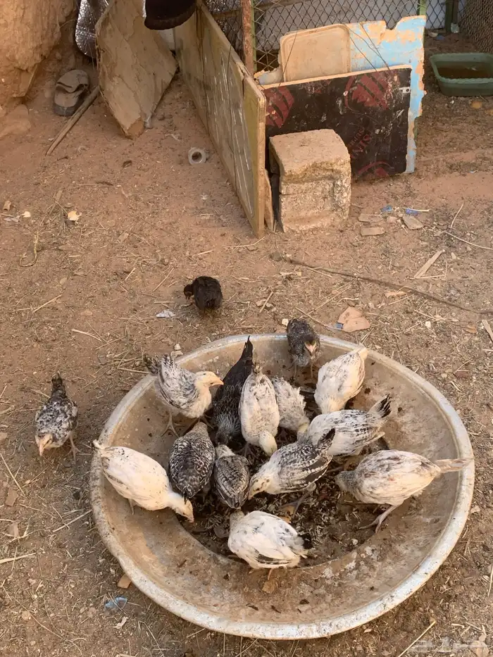 فروخ عمرهم شهرين واكثر شووي 5