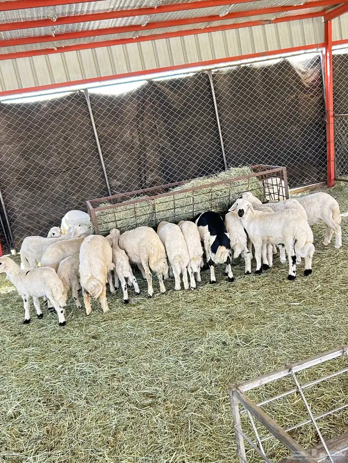 ظان متابيع 3