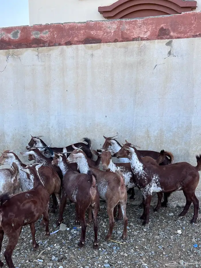 خبيش وشح دهم تأسيس مراح 0