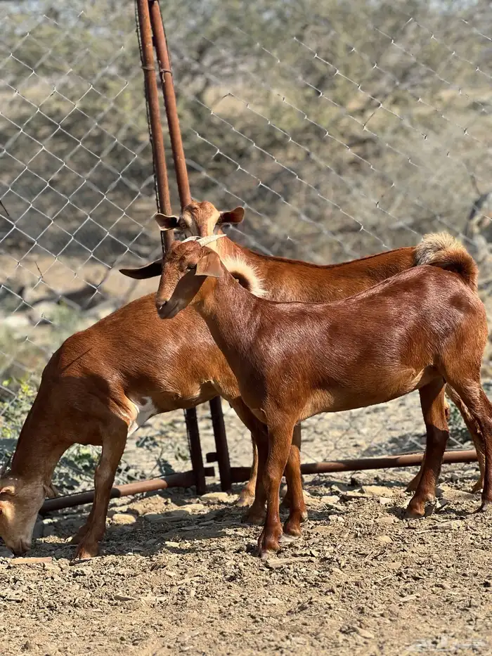 جفار دهم تأسيس مراح 6