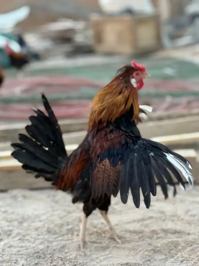 ديوك عربيه ترثه أصيله 7