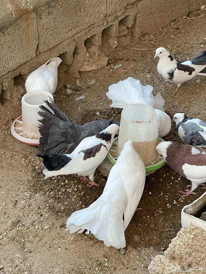 حمام رقاص وحمام هجين رقاص وايراني 10