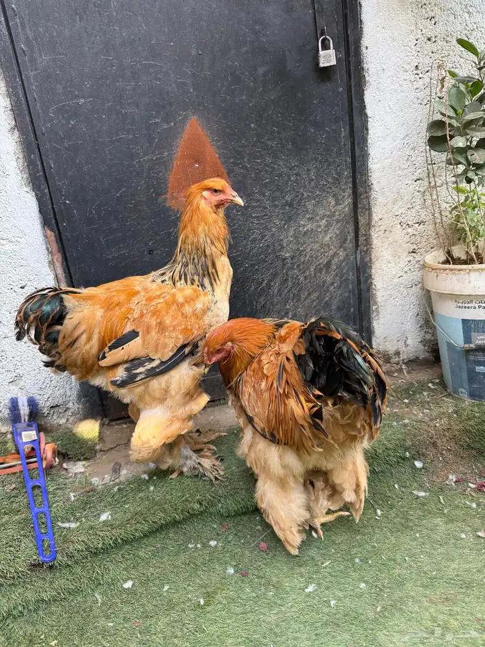 ديكين براهما 5