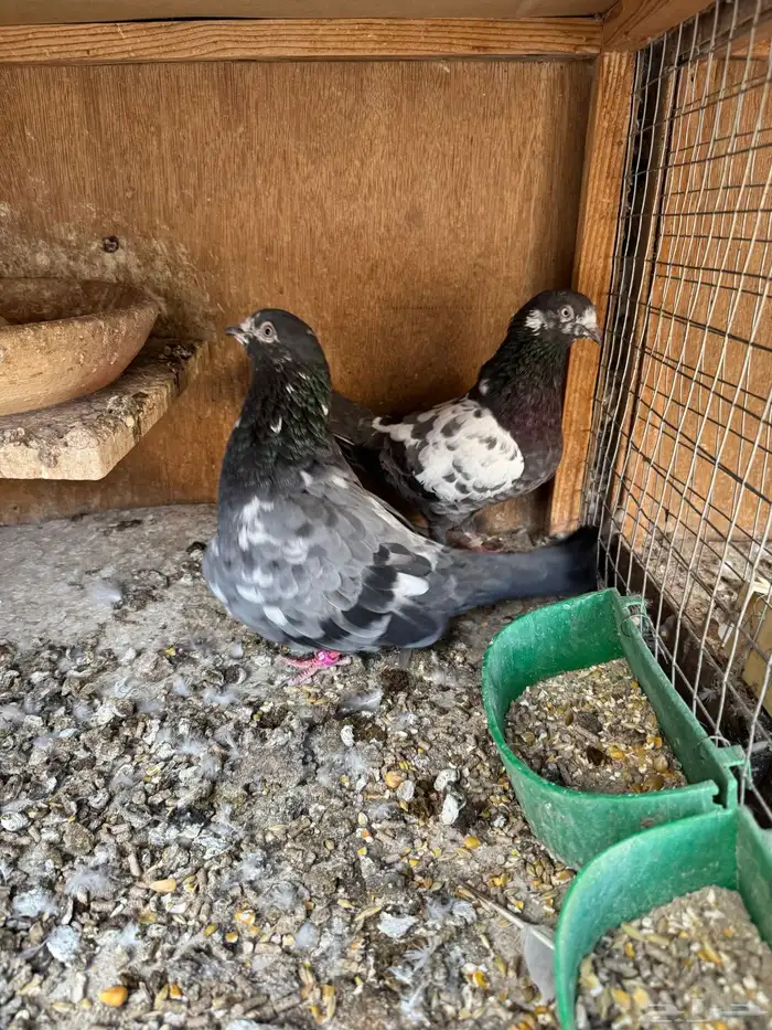 جوزين تيدي شينا 5