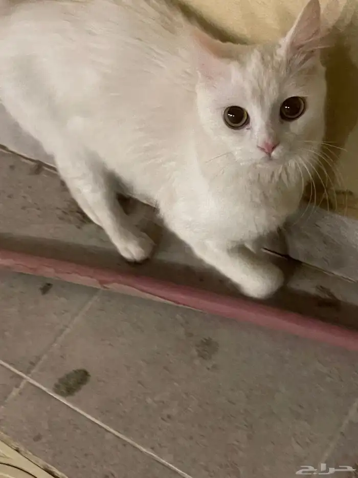 قطه الي له يتواصل خاص. 0