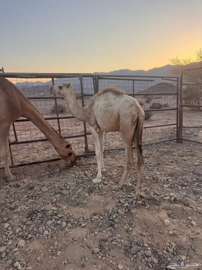 بكره وقعود 1